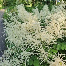 Aruncus dioicus goatsbeard - aruncus,