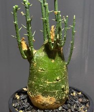Adenia globosa WYSIWYG  Own