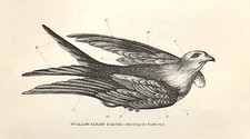 Old Antique Print Swallow Tail Falcon 1862 Wood'S Natural History Birds 19th