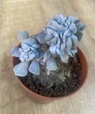Echeveria ‘Cubic Frost’ Cristata | Rare Unusual Succulent | 9cm Pot Houseplant
