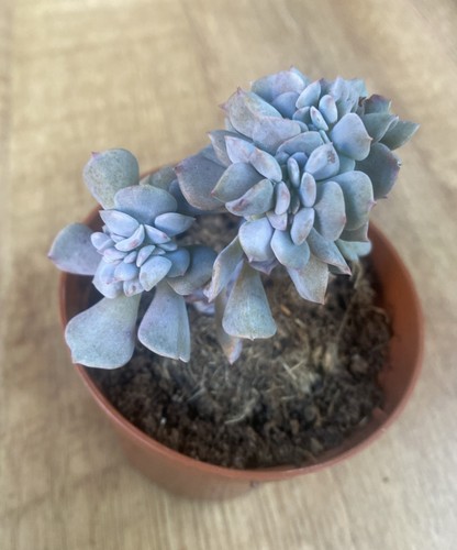 Echeveria cubic frost - echeveria, ‘cubic