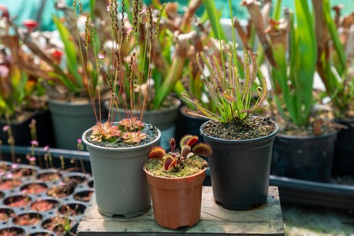 Bundle carnivorous - bundle,