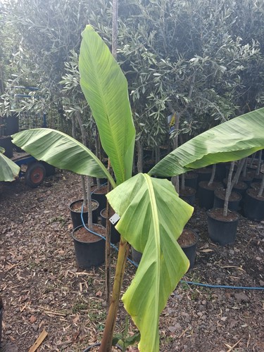 Banana plant 20l hardy - banana,