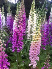 X6 foxglove (MIXED COLOURS) In