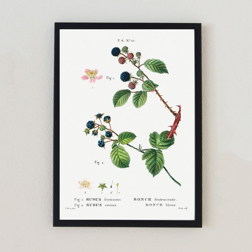 Blackberry antique botanical - blackberry,