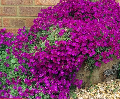 Aubretia royal violet - , 12