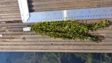 15 x Elodea Densa Oxygenating Pond plants Minimum 20cm Long Buy 3 Get 1 Free