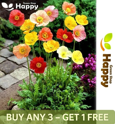 Iceland poppy artists glory - poppy,