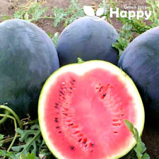 WATERMELON SUGAR BABY - 40 SEEDS - black sweet GIANT water melon