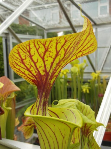 Sarracenia flava ornata - sarracenia,