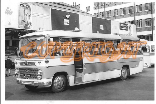 Shamrock rambler - &,