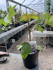 Ricinus communis caster - ricinus,