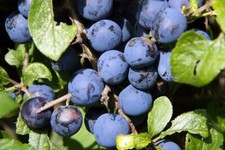 Prunus domestica -  Wild Plum or Damson  - 5 Seeds - edible hedgerow fruit
