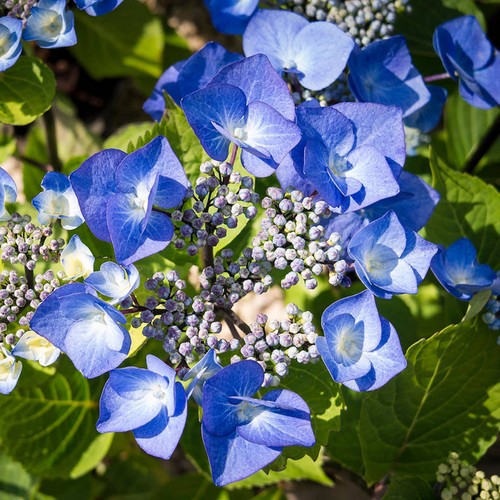 Lacecap hydrangea macrophylla - lacecap,
