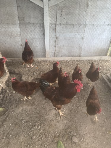 Rhode island red - rhode,