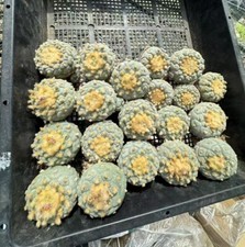 4~5CM  Caci  Wholesale