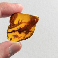 Huge scorpion burmite - /, amber