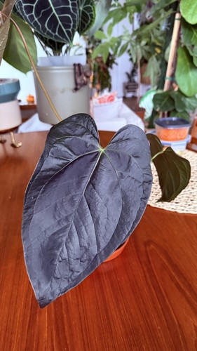 Anthurium queen hearts - anthurium,