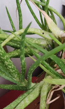 25g freshly cut aloe vera leaf