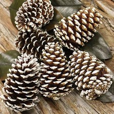 1kg Pine Cones (60-70mm) Fir