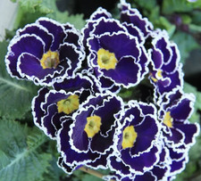Primula vulgaris Sacarina F1