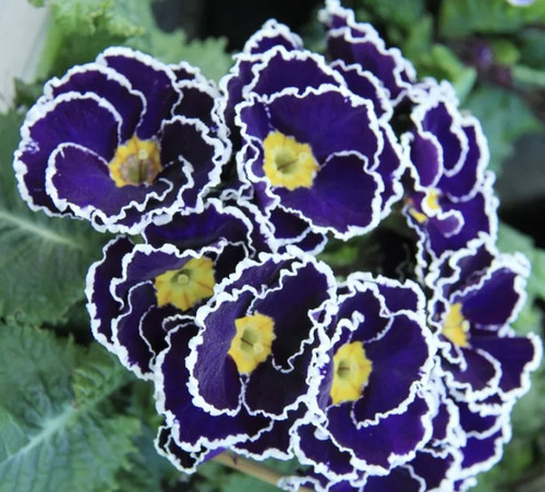 Primula vulgaris sacarina - sacarina, f1