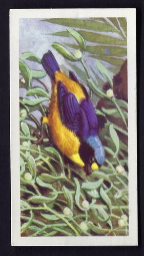 Brooke bond tropical birds - brooke,