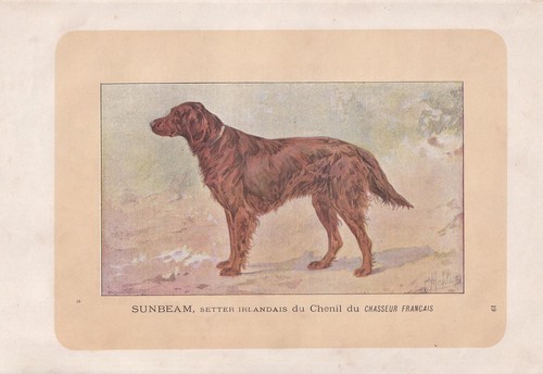 1896 irish setter - irish,