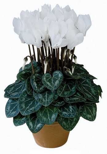 Cyclamen persicum metis - cyclamen, f1
