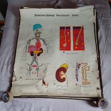 Vintage Denoyer Geppert Medical School Anatomy Wall Chart