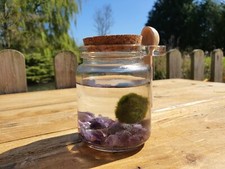 Marimo moss ball pet - moss,