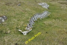 Photo 6x4 Whale vertebrae