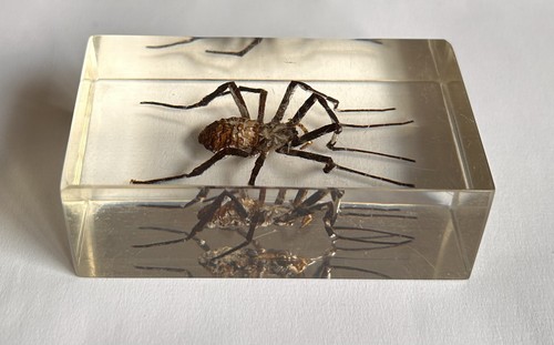 Real insect block - insect,
