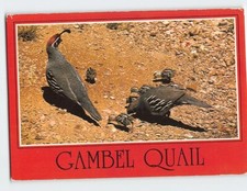 Postcard Arizona's Gambel