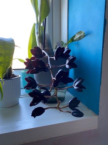Catasetum fdk after - dark, black