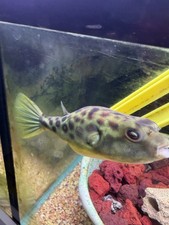 4” WILD  CAUGHT  Tetraodon