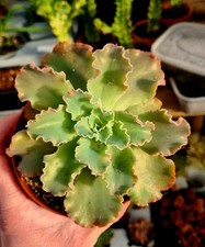 Echeveria Dorothy succulent