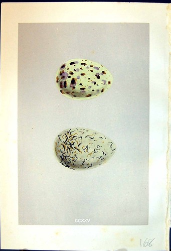 Old print rev - morris, c1875