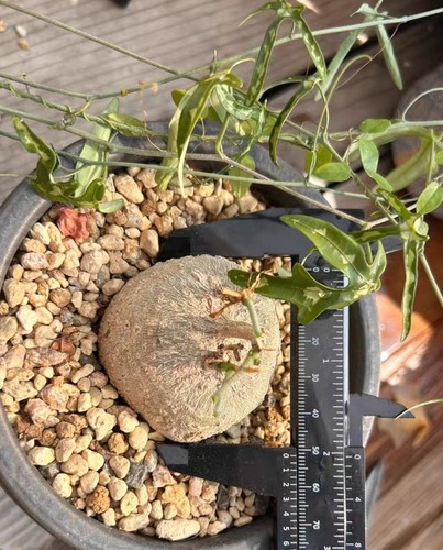 5cm rare adenia kirkii wysiwyg - kirkii,