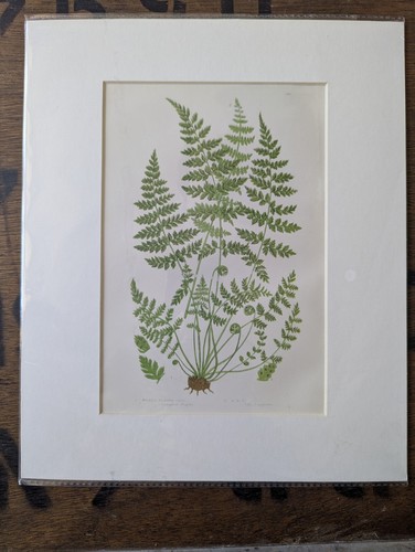 Antique 1870s anne - antique, fern