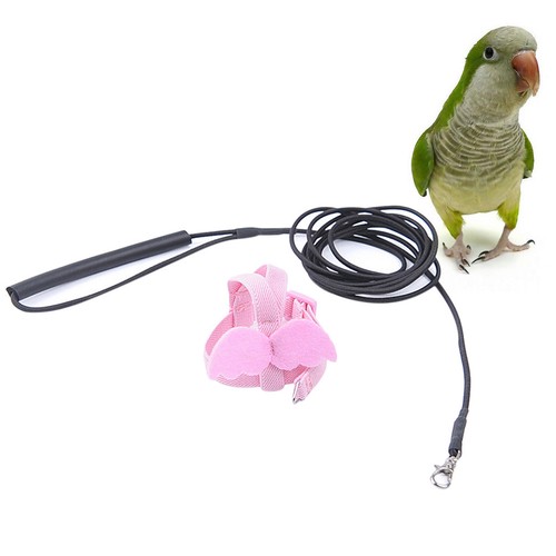 Parrot pulling rope bird - rope,