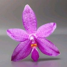 FRAGRANT - Phalaenopsis Donna