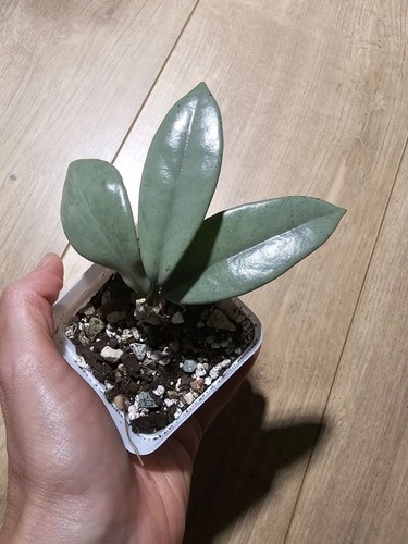 Hoya wilbur graves super - hoya,