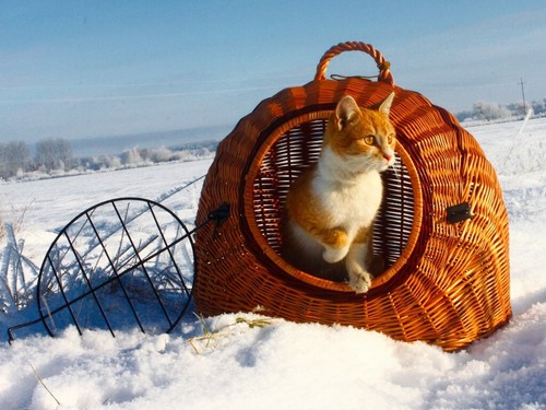 Pet carrier transport - transport, wicker