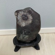 Suiseki Bonseki Bonsai