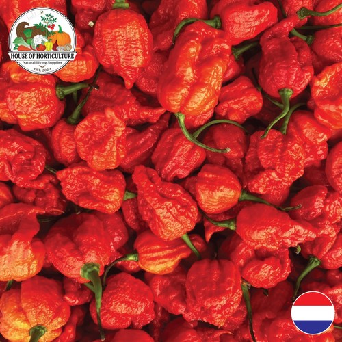 Fresh carolina reaper - carolina,