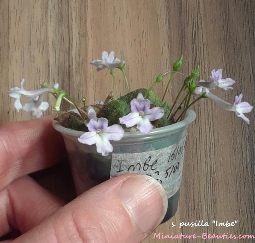 Micro sinningia pusilla imbe - sinningia,