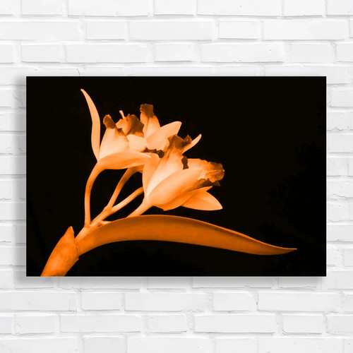 Cattleya flowers exquisite - cattleya,