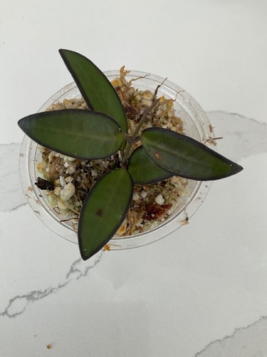 Hoya rosita one bare - hoya,