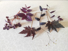 Dark Plant Collection 3 5 & 10